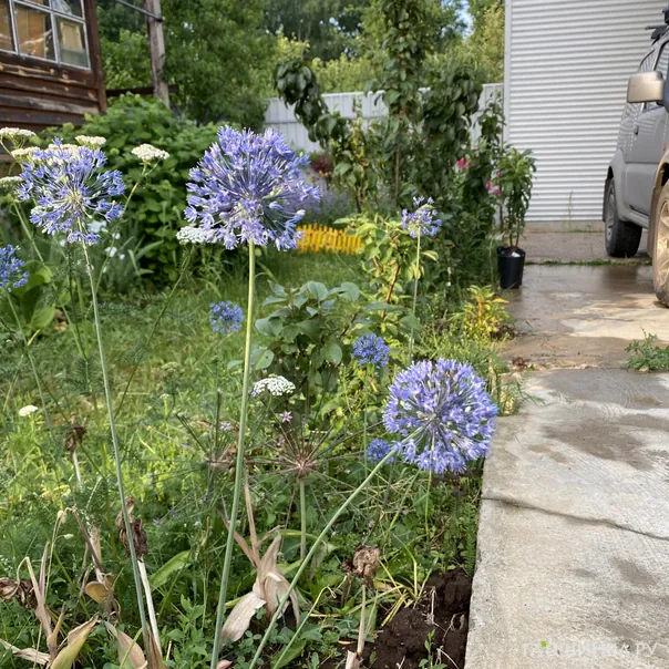 превью изображения отзыва