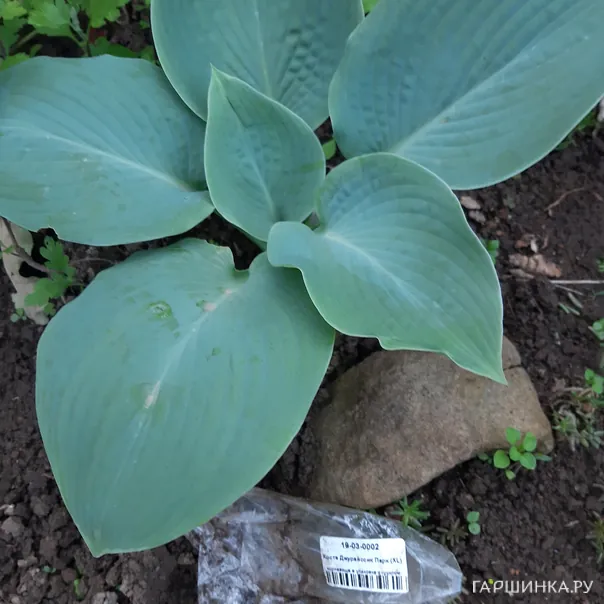 превью изображения отзыва