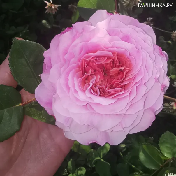 превью изображения отзыва