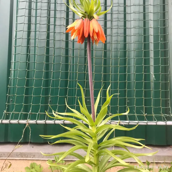 превью изображения отзыва