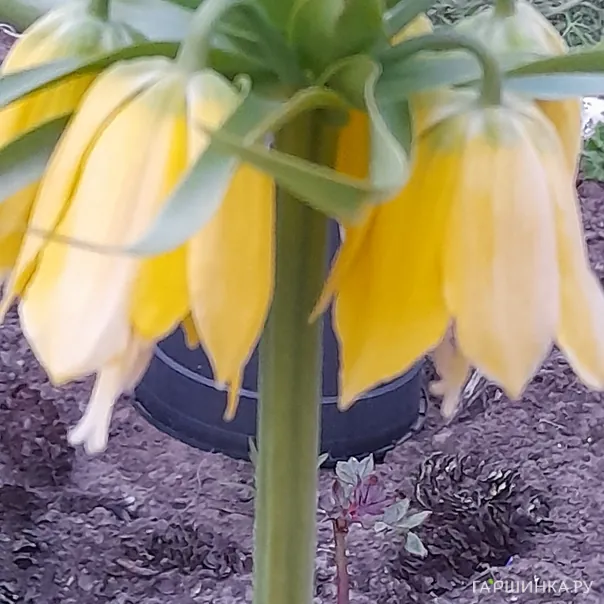 превью изображения отзыва