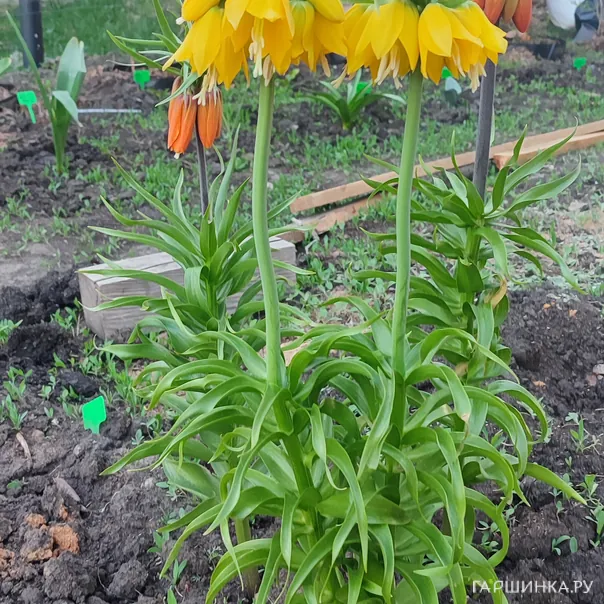 превью изображения отзыва