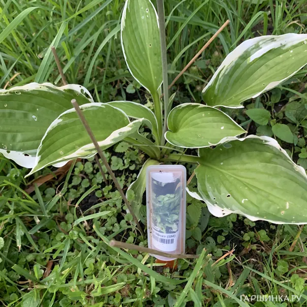 превью изображения отзыва