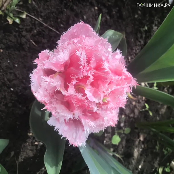 превью изображения отзыва