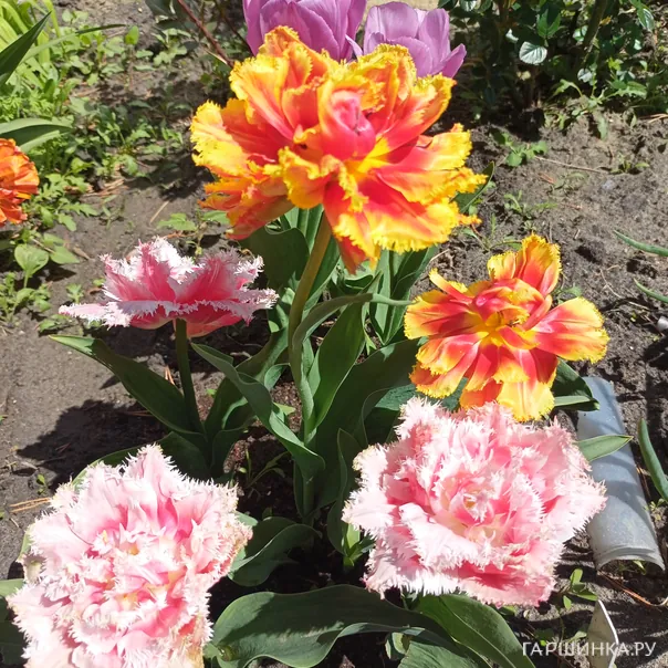 превью изображения отзыва