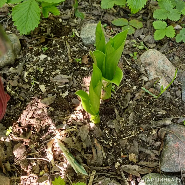 превью изображения отзыва