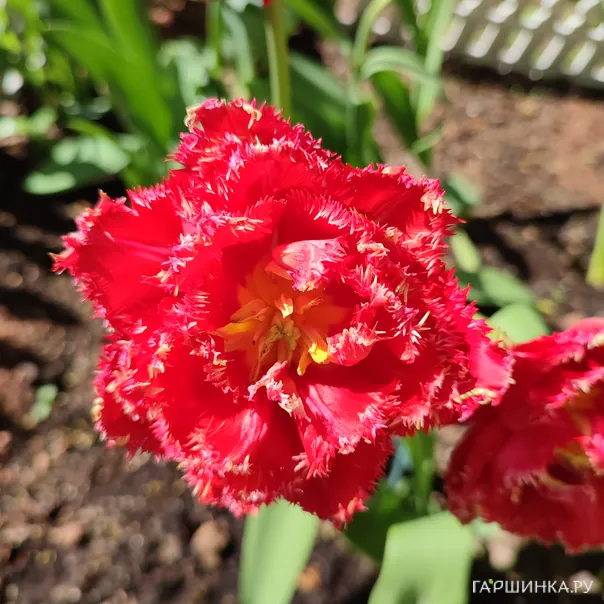 превью изображения отзыва