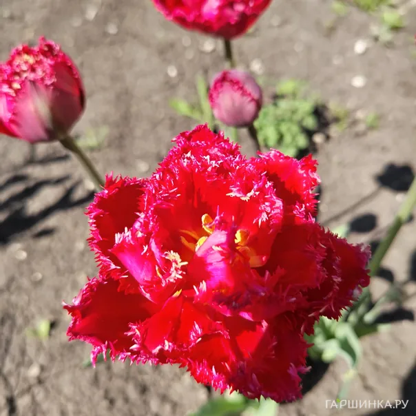 превью изображения отзыва