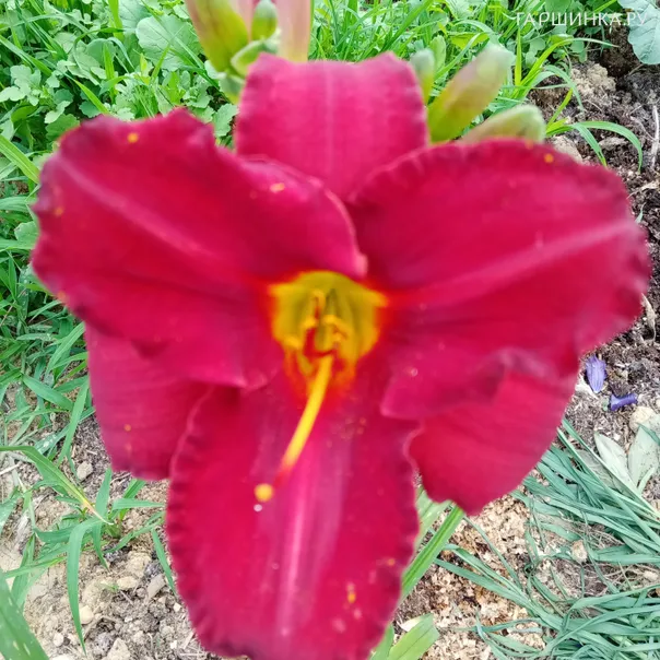 превью изображения отзыва