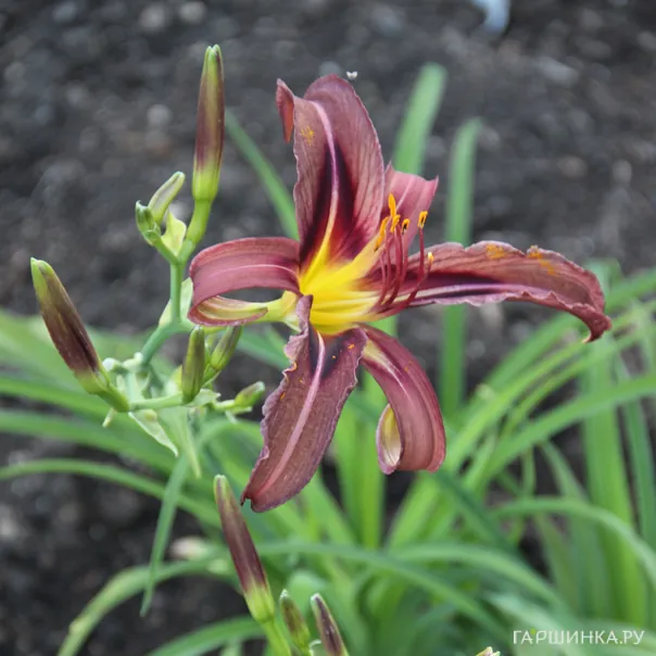 превью изображения отзыва