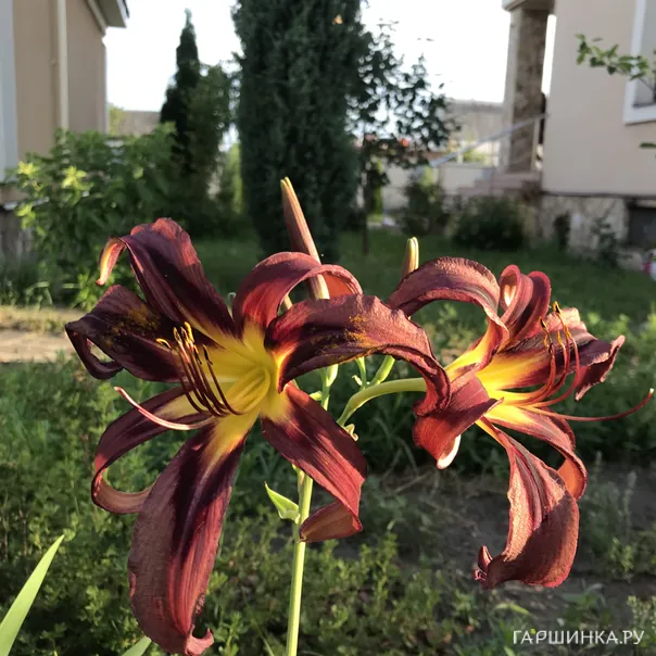 превью изображения отзыва