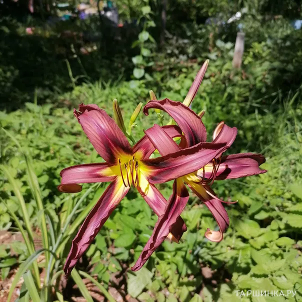 превью изображения отзыва