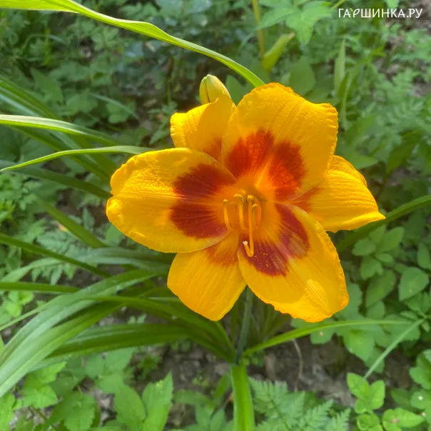 превью изображения отзыва