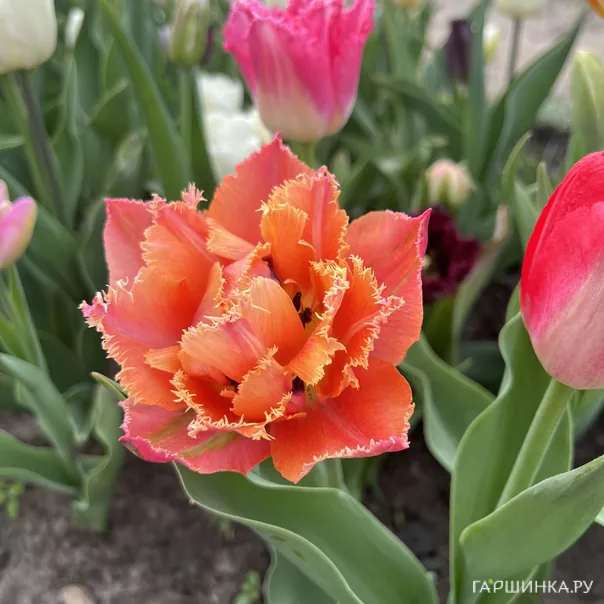 превью изображения отзыва