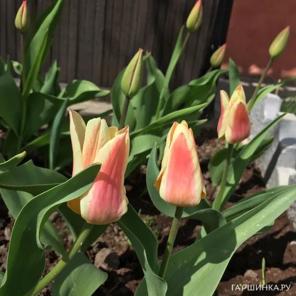 превью изображения отзыва