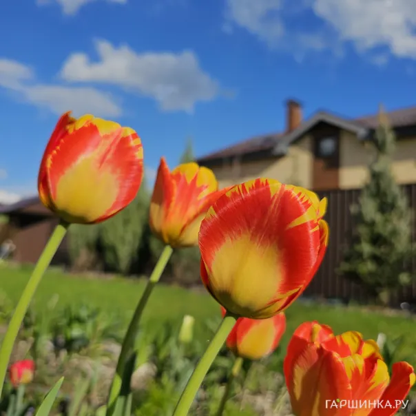 превью изображения отзыва