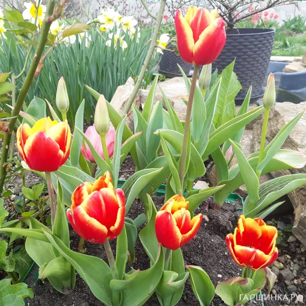 превью изображения отзыва