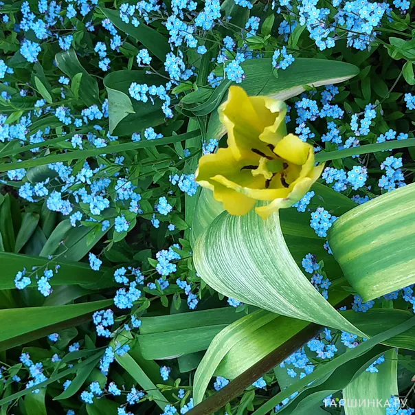 превью изображения отзыва