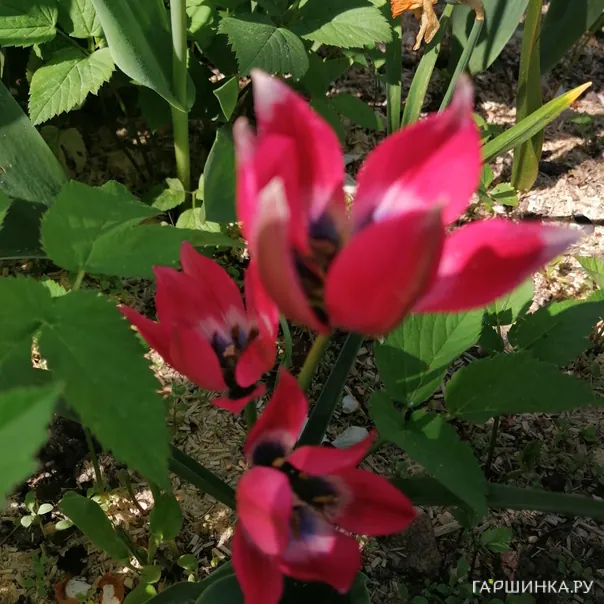 превью изображения отзыва