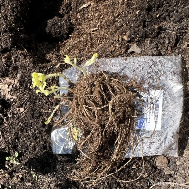 превью изображения отзыва