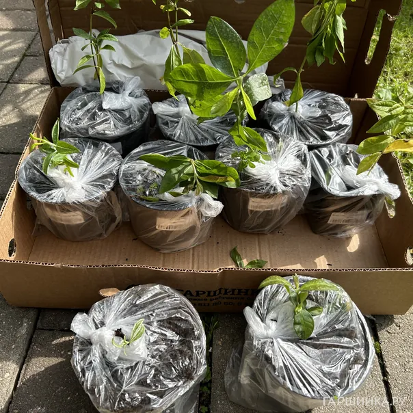 превью изображения отзыва