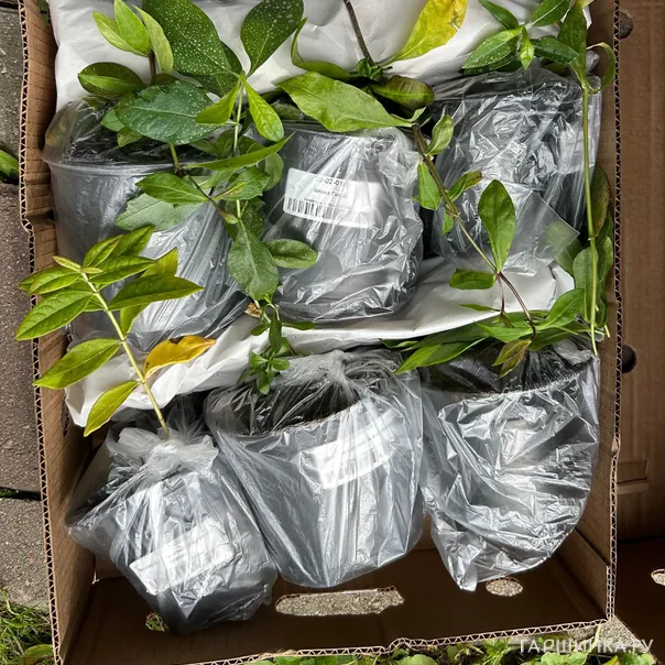 превью изображения отзыва