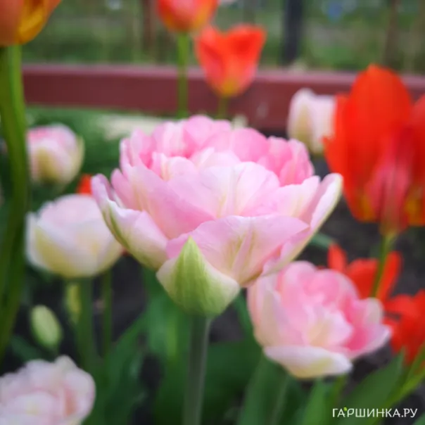 превью изображения отзыва