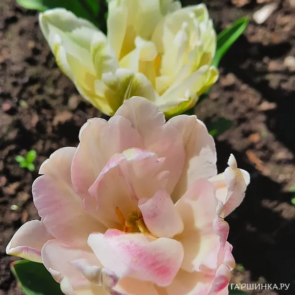 превью изображения отзыва