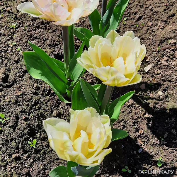 превью изображения отзыва