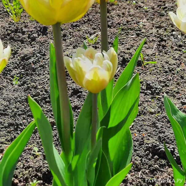 превью изображения отзыва