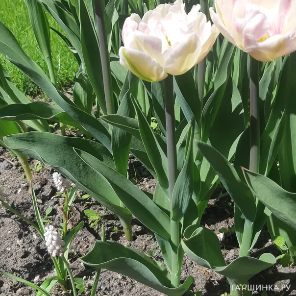 превью изображения отзыва