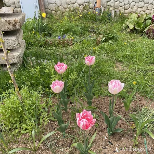 превью изображения отзыва