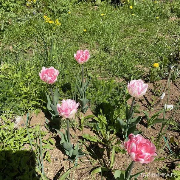 превью изображения отзыва