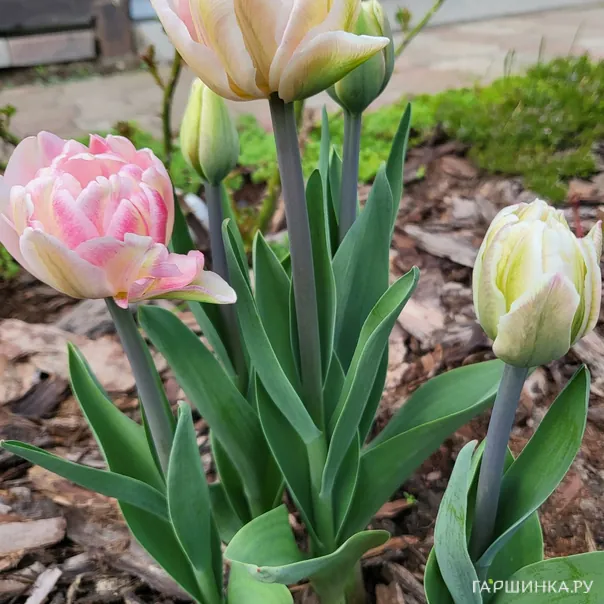 превью изображения отзыва