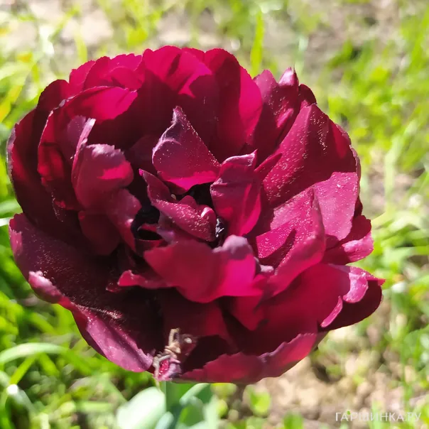 превью изображения отзыва