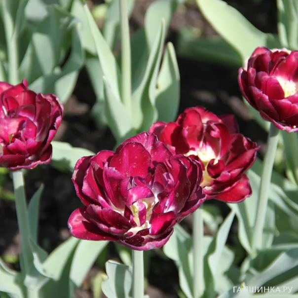 превью изображения отзыва