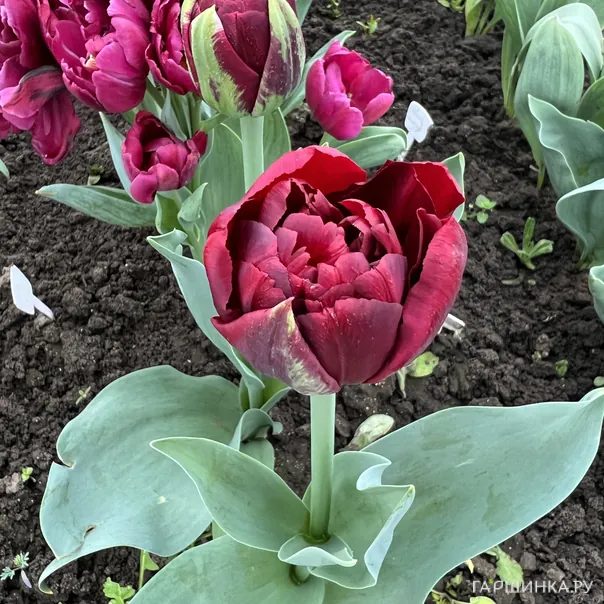 превью изображения отзыва