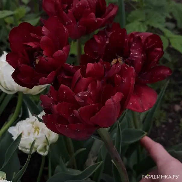 превью изображения отзыва