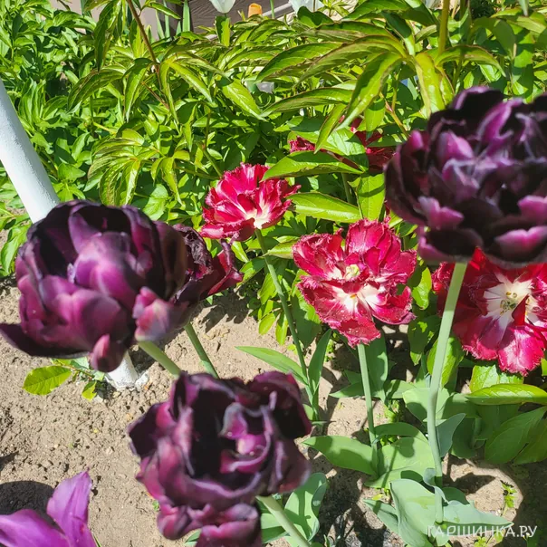 превью изображения отзыва