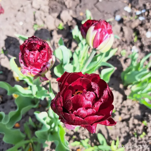 превью изображения отзыва