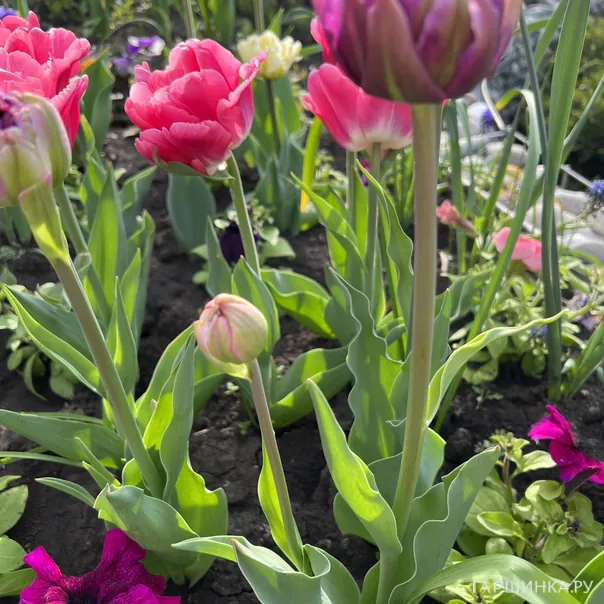 превью изображения отзыва