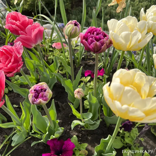 превью изображения отзыва