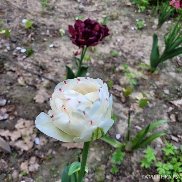 превью изображения отзыва