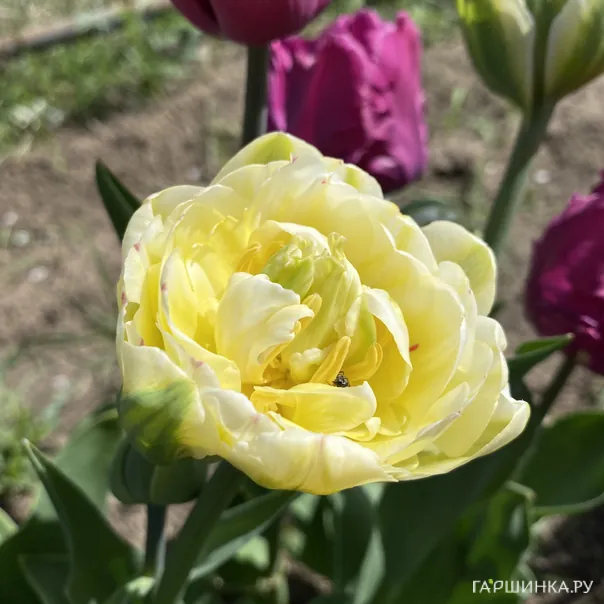 превью изображения отзыва