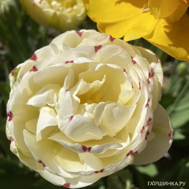 превью изображения отзыва