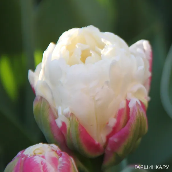 превью изображения отзыва