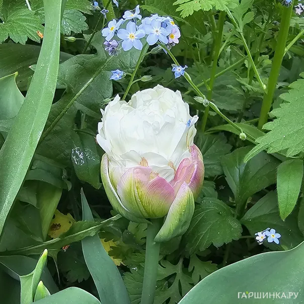 превью изображения отзыва