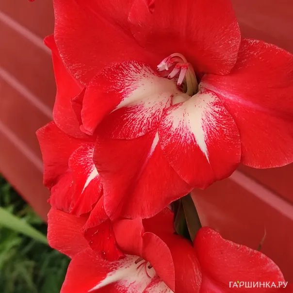 превью изображения отзыва