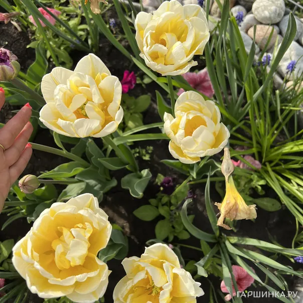 превью изображения отзыва