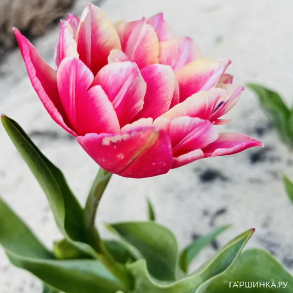 превью изображения отзыва